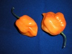 habanero