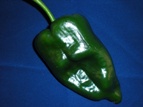 poblano chile