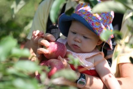 apples