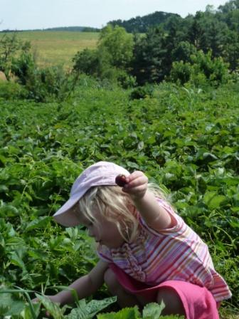 Strawberry Picking