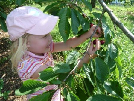 Cherry trees
