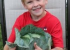 Check out that huge head of cabbage!